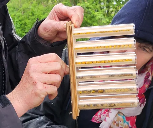 Insekten Nisthilfe