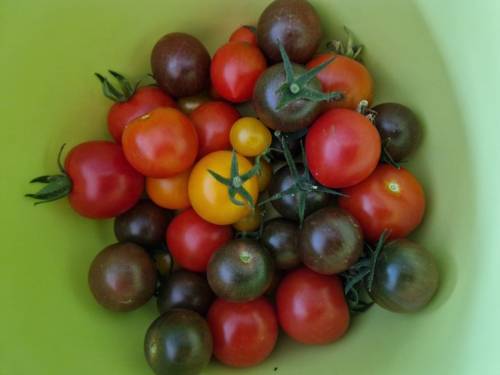 Tomaten