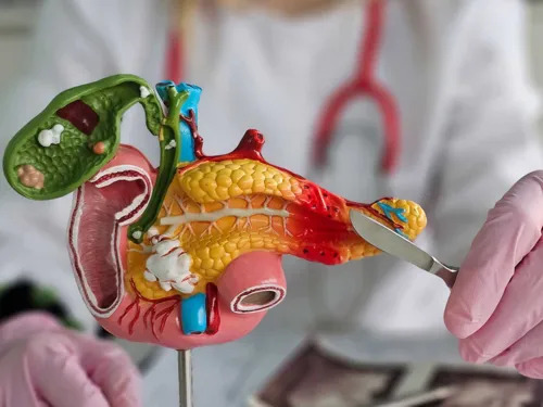 Modell eines inneren Organs mit Händen in Handschuhen und Skalpell.