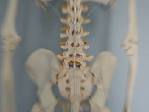 Rückenansicht eines Skelettes, das Bild ist in der Mitte scharf, im Bereich der Lendenwirbelsäule, durch Reisszoom sind die Randbereiche unscharf.