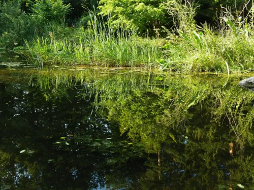 Teich mit Pflanzen, die sich im Wasser spiegeln