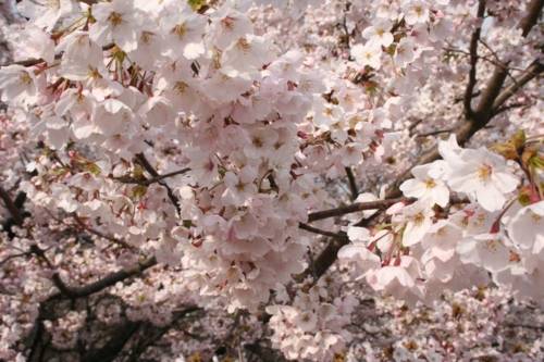 Das Kirschblütenfest im Hiroshima Hain in Hannover