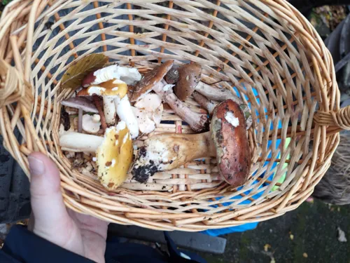 Waldpilze in einem Korb