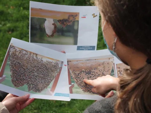 Eine weibliche Person, die sich Bilder von Bienen ansieht.