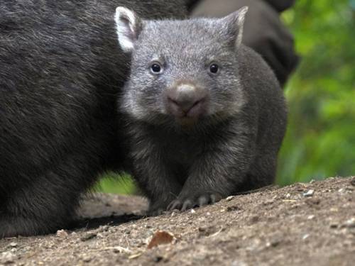Nacktnasenwombat-Jungtier ganz dicht bei Mutter Maya