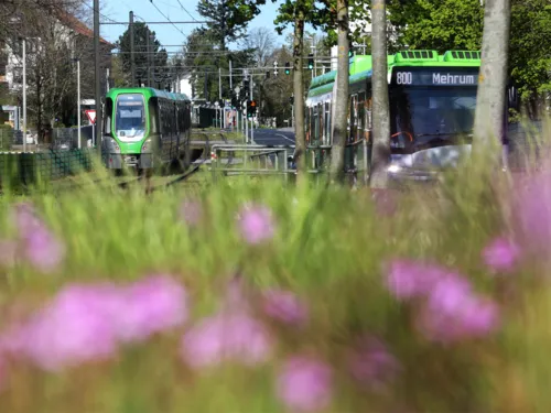 Ein TW 3000 der Linie 5 Richtung Anderten während der Fahrt und ein Bus der Linie 800 Richtung Mehrum aus der Frontperspektive, im Vordergrund eine Wiese mit Blumen.
