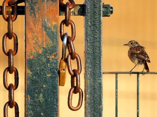 Ein kleiner Vogel sitzt auf einem Geländer neben Ketten und einem Schloss