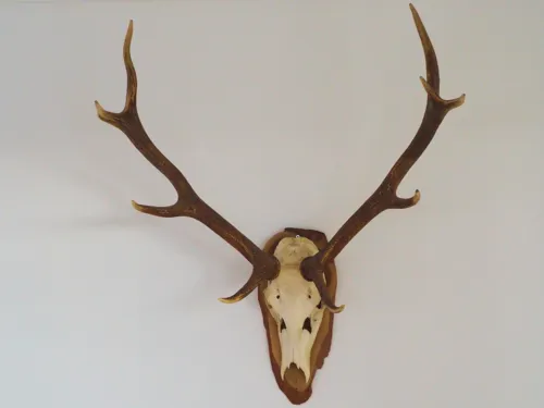 Geweih-Trophäe an einer weißen Wand.