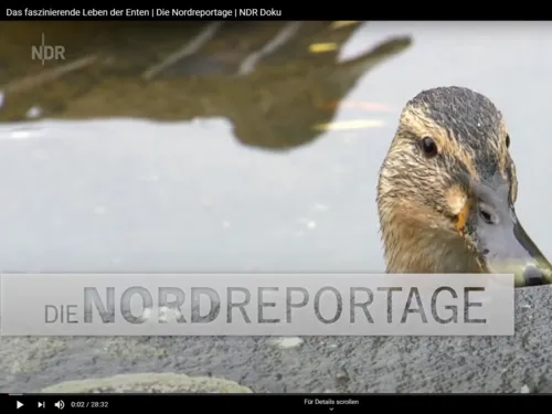 Screenshot einer Reportage, der eine Ente im Wasser zeigt.
