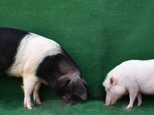 Schweine
