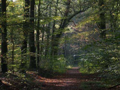 Ein von Laub bedeckter Weg führt durch einen Wald.