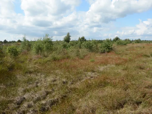 Moorlandschaft
