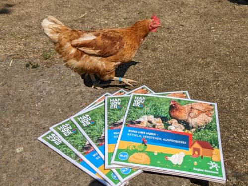 Ein Huhn, das an diversen Broschüren zum Thema "Rund ums Huhn" vorbeiläuft