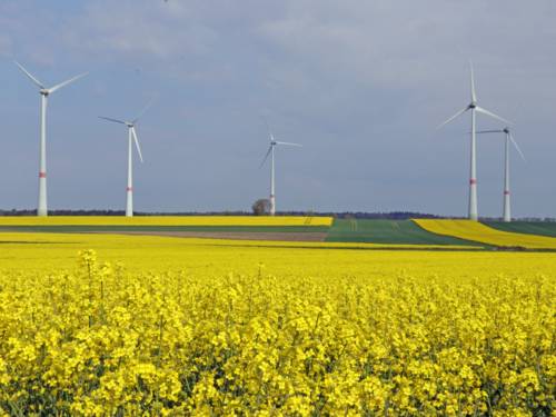 Windkrafträder zwischen gelb blühenden Rapsfeldern