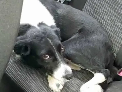 Hund im Auto
