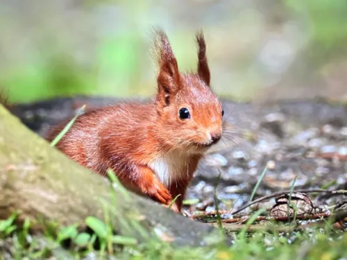 Eichhörnchen auf Waldboden