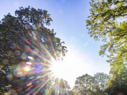 Sonne scheint durch ein Blätterdach.