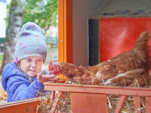 Ein Kind hält einem im Hühnermobil sitzenden Huhn die Hand hin