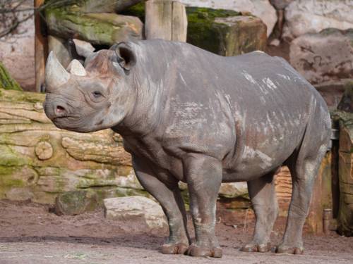 Ein Nashorn in seinem Gehege.