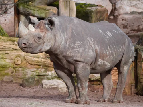Ein Nashorn in seinem Gehege.
