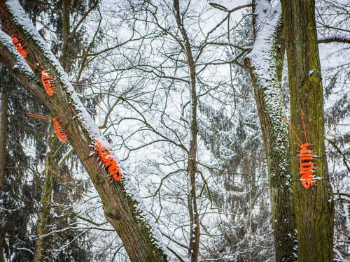 Künstliche, orangefarbene Asseln an winterlichen Baumstämmen.