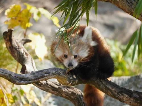 Ein Kleiner Panda sitzt auf einem Ast im Erlebnis-Zoo Hannover