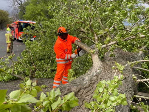 Feuerwehrleute zersägen einen Baum.