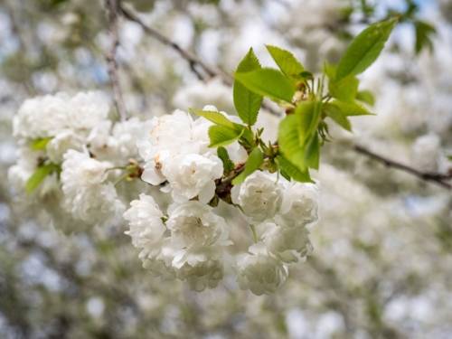 Weiße Kirschblüten
