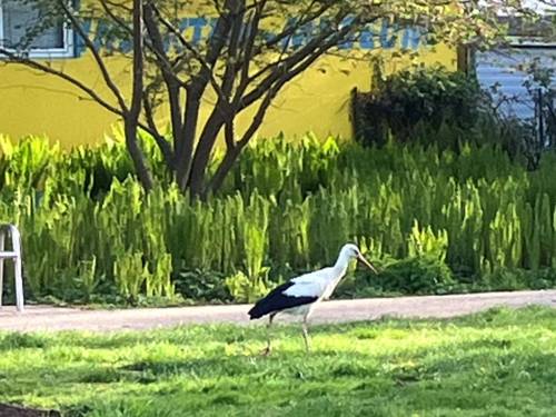Vorlage für Aquarell: Ein Storch schreitet an einem Haus vorbei.