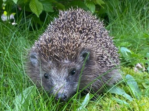 Igel im Gras