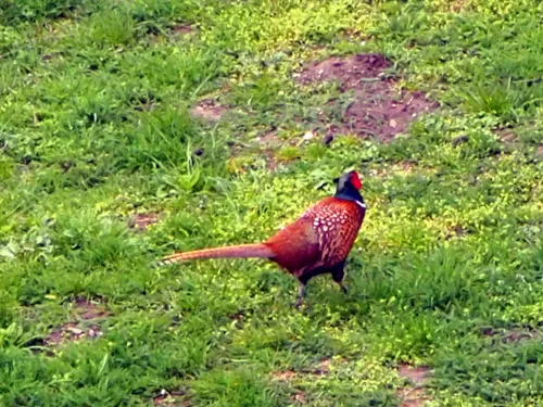 Ein Fasanenmännchen läuft über Gras. Der Kopf leuchtet in den Farben Rot und Blau, das Gefieder ist braun mit weißen Flecken.