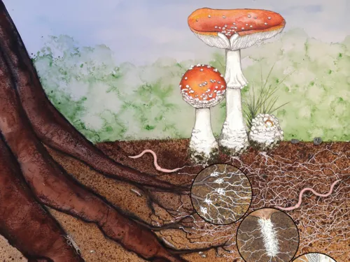 Mykorrhiza
