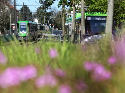 Ein TW 3000 der Linie 5 Richtung Anderten während der Fahrt und ein Bus der Linie 800 Richtung Mehrum aus der Frontperspektive, im Vordergrund eine Wiese mit Blumen.