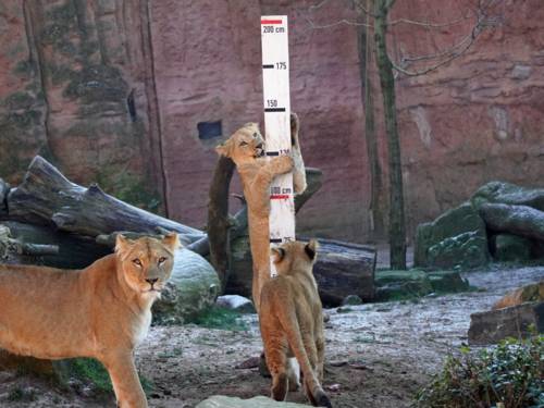 Löwen und eine Messlatte im Zoo Hannover.