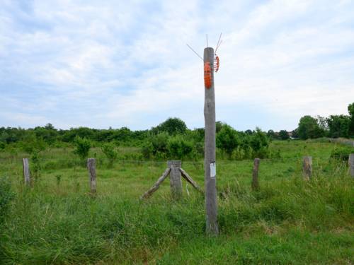Eine Stele mit einem orangefarbenen Insekten oben drauf.