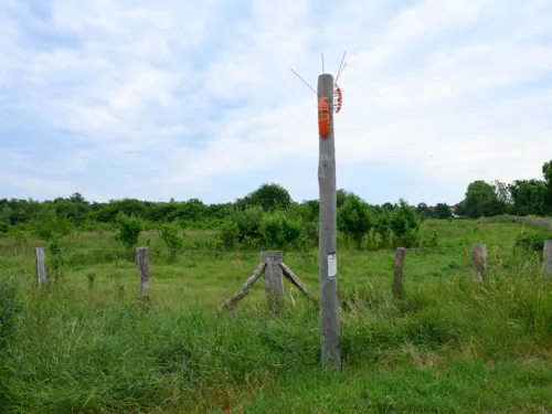 Eine Stele mit einem orangefarbenen Insekten oben drauf.