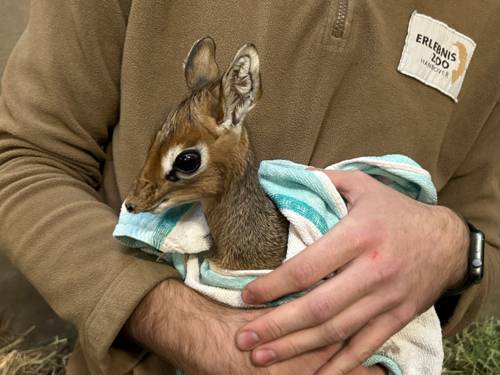 Ein Kirk-Dikdik-Jungtier eingewickelt in einem Handtuch