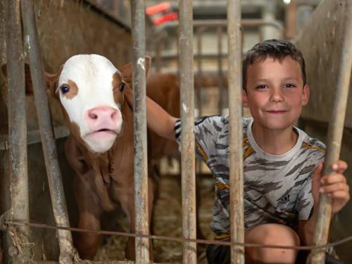 Ein Kalb und ein grinsender Junge gucken durch die Stäbe der Stallbegrenzung