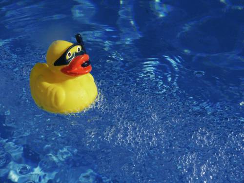 Eine gelbe Gummiente mit Schnorchel und Taucherbrille schwimmt auf dem Wasser.