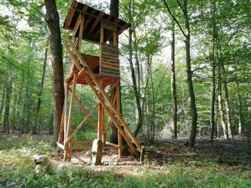 Hochsitz im Wald mit einem Golden Retriever daneben liegend