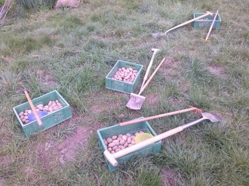 Drei grüne Kisten mit Kartoffeln auf einer Wiese. Außerdem liegen daneben insgesamt drei Harken und zwei Spaten.