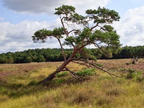 Ein Nadelbaum auf einer großen Gras und Heidelandschaft