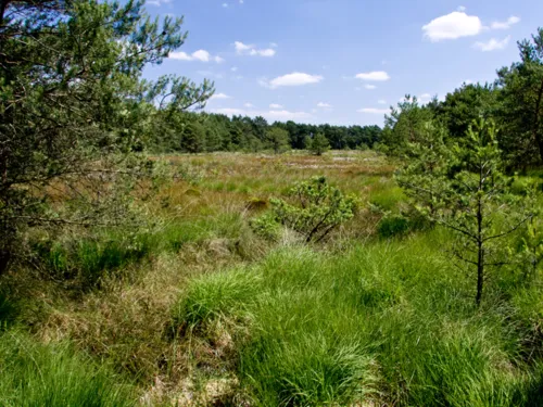Nadelb&auml;ume, Gras- und Binsenb&uuml;schel, im Hintergrund Wald