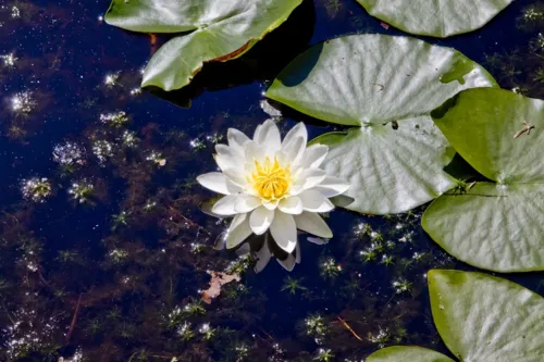 Seerose