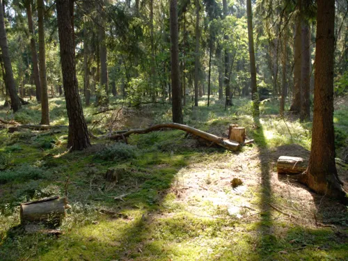 Waldboden mit Totholz.