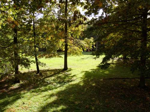 Blick auf eine Waldlichtung.