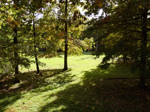 Blick auf eine Waldlichtung.
