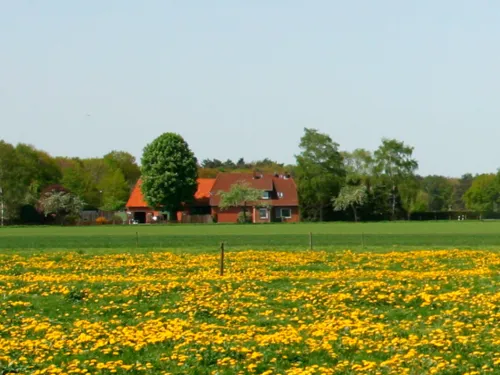 Wiese mit Löwenzahn, dahinter ein Bauernhaus und blauer Himmel