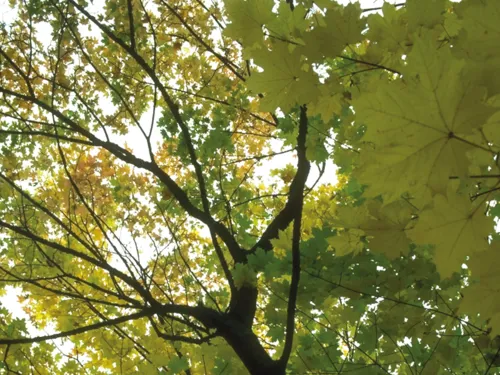 Laubbaum von unten nach oben betrachtet (Froschperspektive)