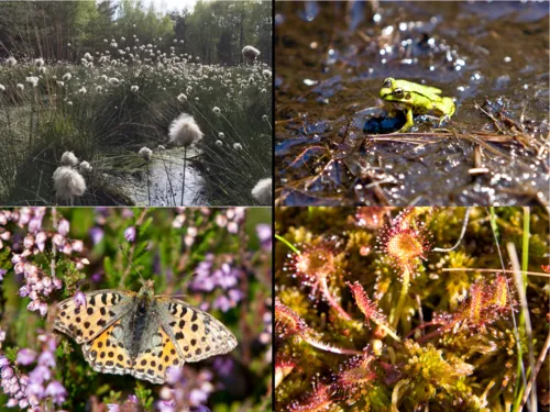 Collage aus Pflanzen und Tieren des Moores